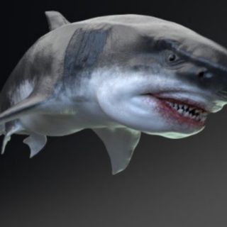 Detalii despre Megalodon, cel mai mare rechin din istoria omenirii.