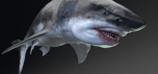 Detalii despre Megalodon, cel mai mare rechin din istoria omenirii.