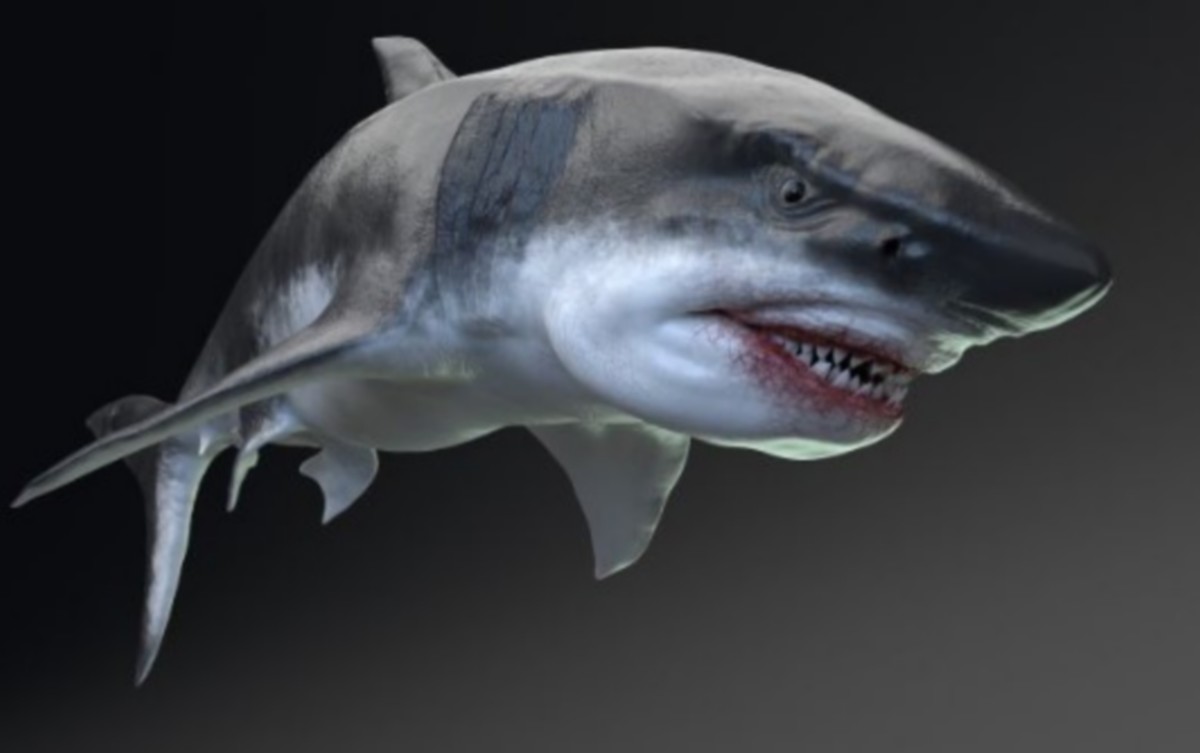 Detalii despre Megalodon, cel mai mare rechin din istoria omenirii.