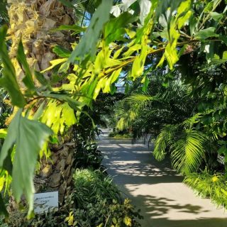 Imagini superbe din serele exotice din Parcul Drumul Taberei.