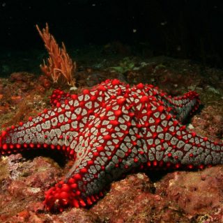 Lucruri fascinante despre stelele de mare.