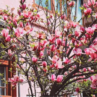 Unde găsești cele mai frumoase magnolii din București?