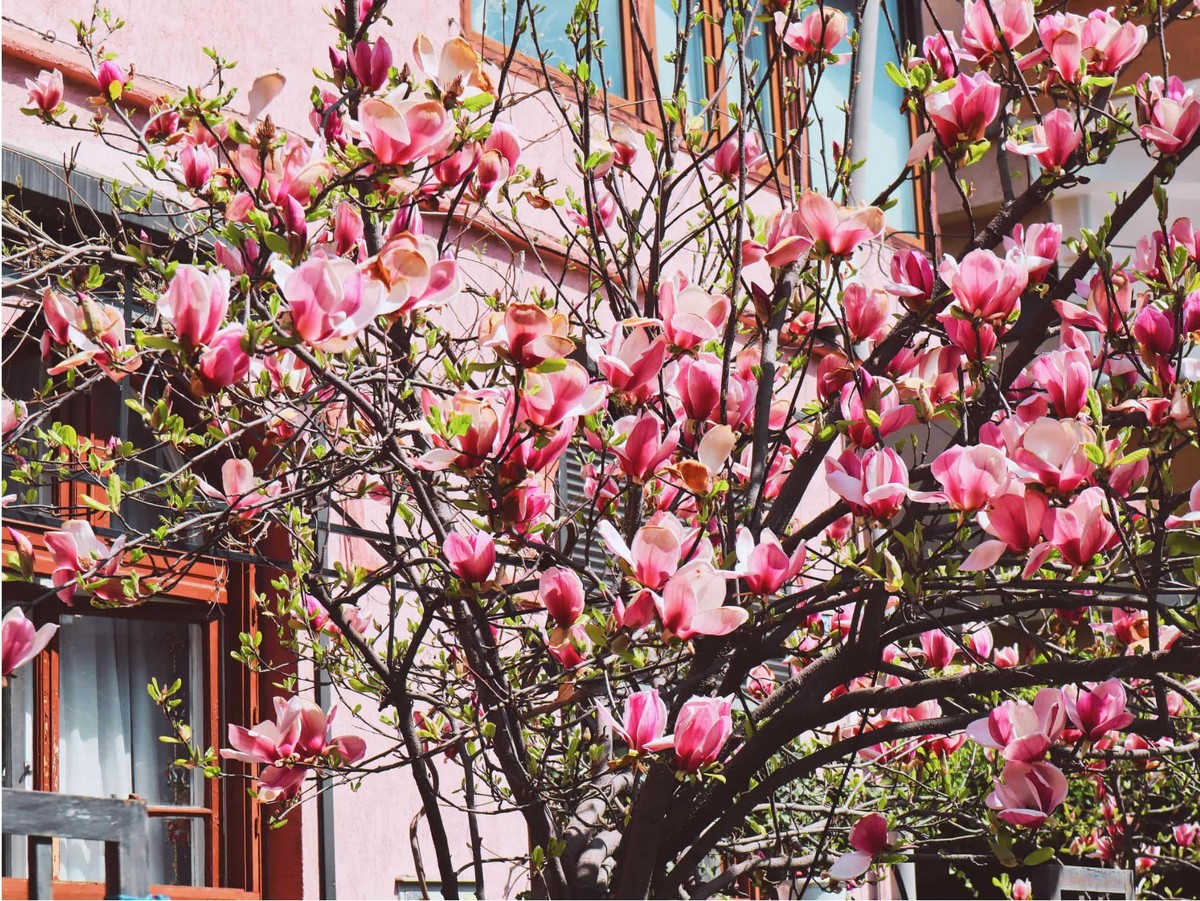 Unde găsești cele mai frumoase magnolii din București?