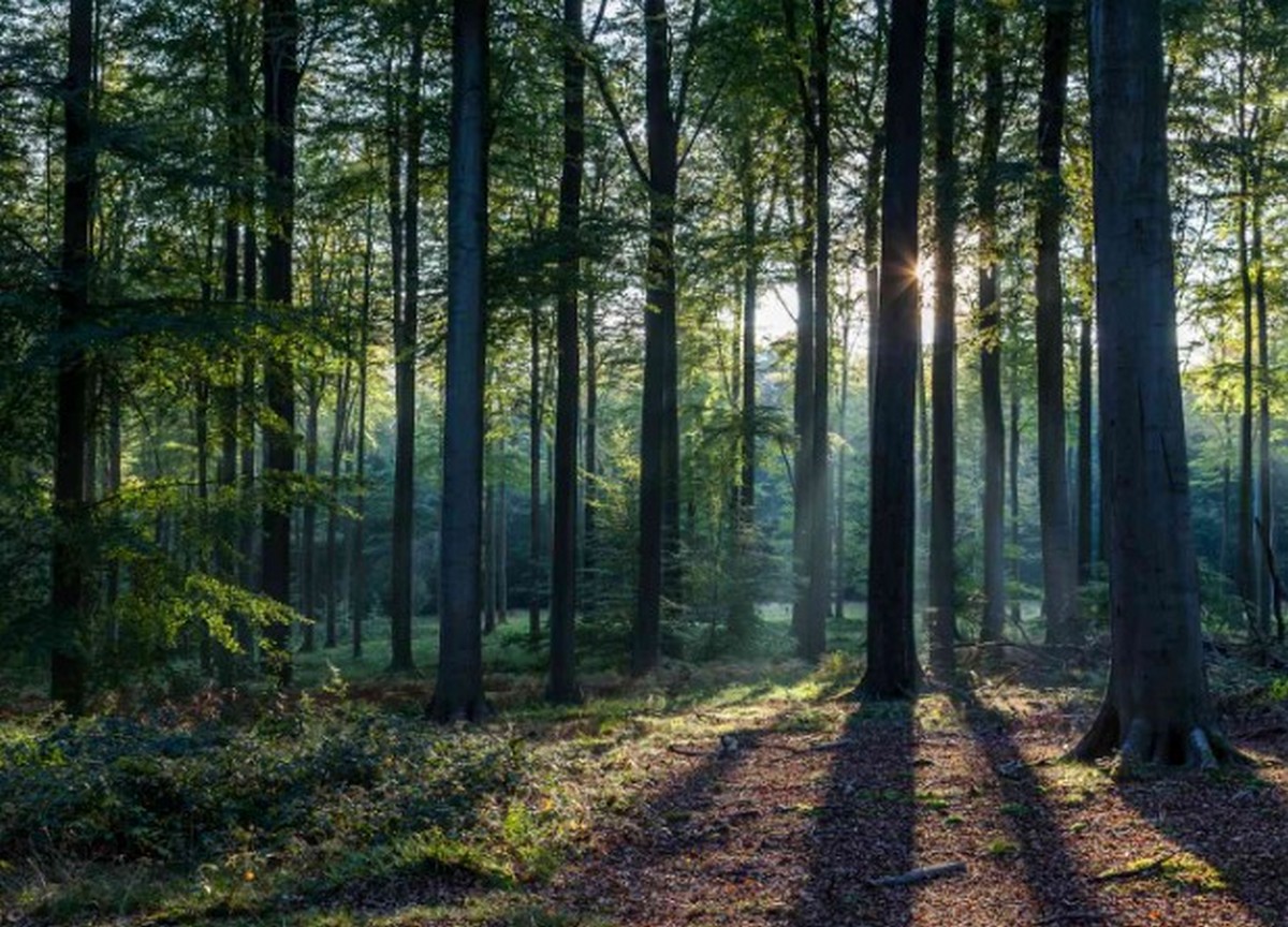 Legenda din Pădurea Râioasa din Buftea.