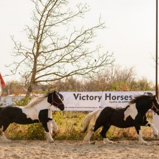 Relaxare la Victory Horses.