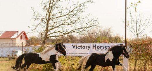 Relaxare la Victory Horses.