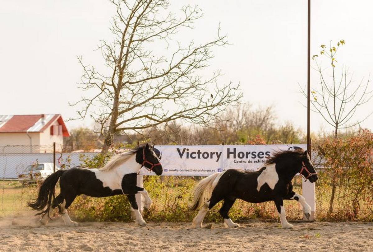 Relaxare la Victory Horses.