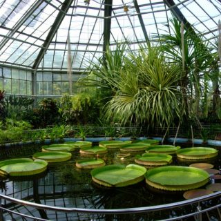 Detalii despre Grădina Botanică din București.
