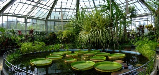 Detalii despre Grădina Botanică din București.
