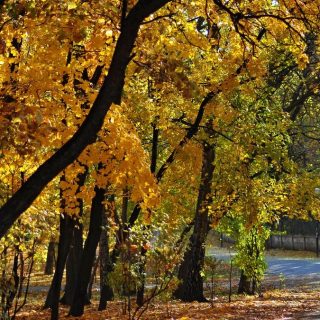 Prognoza meteo pentru București.
