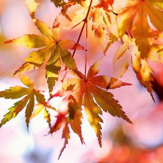 Prognoza meteo pentru 17 octombrie: vremea se răcește în toată țara.