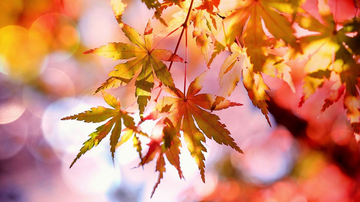 Prognoza meteo ANM pentru 9 octombrie.